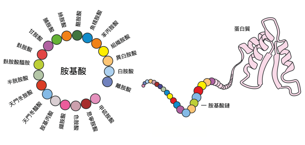 一個蛋白質可以由數十個到數千個胺基酸組成。這串胺基酸會摺疊成一個三維結構，而這個結構對於蛋白質的功能具有決定性作用。